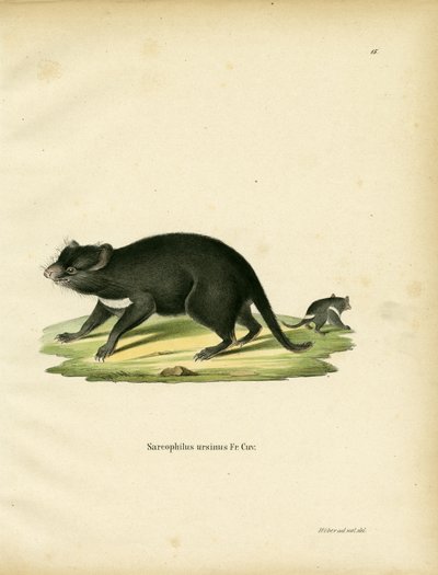 Tasmanian Devil by German School