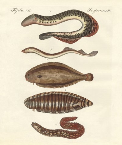 Tasty Fish by German School