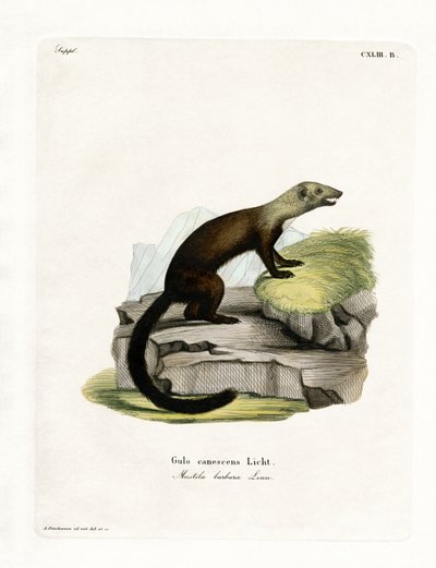 Tayra by German School