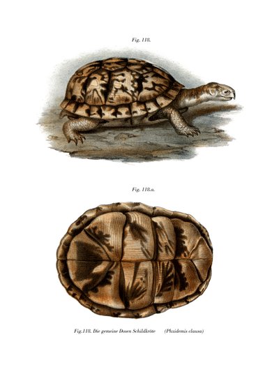 Terrapin by German School