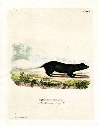 Texan Skunk by German School