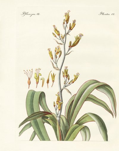 The New Zealand Flax by German School