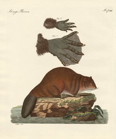 The beaver by German School