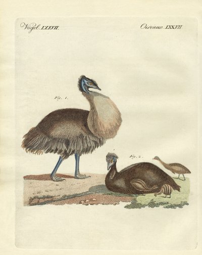 The Casuar from Australia by German School