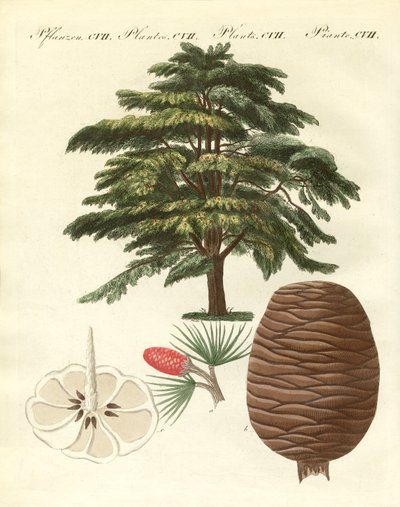 The cedar from Lebanon by German School