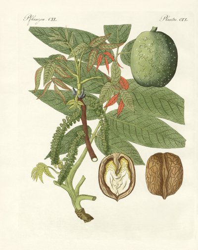 The common walnut-tree by German School
