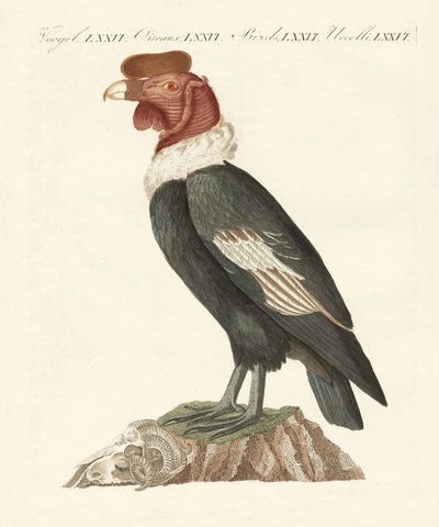 The condor by German School