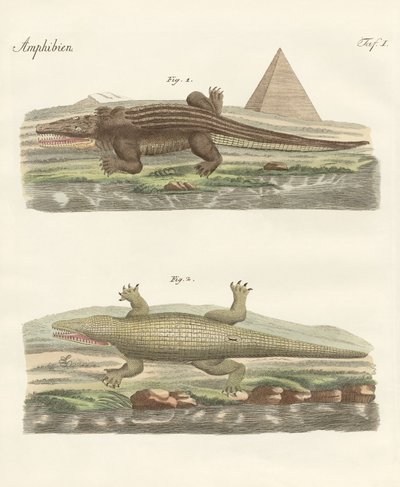 The crocodile by German School