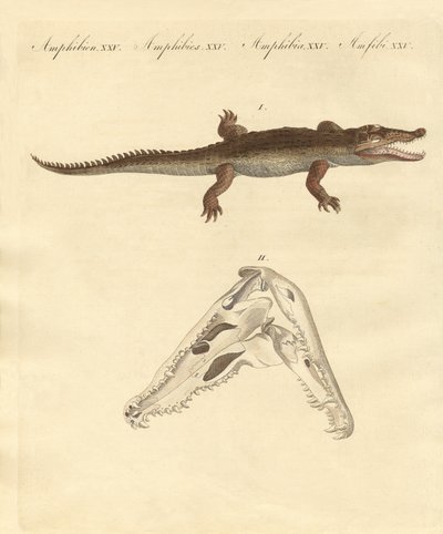 The crocodile from St. Domingo by German School