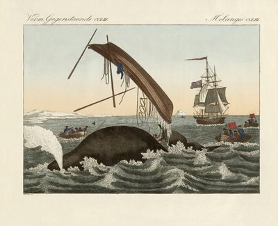 The Dangers of Whale Fishing by German School