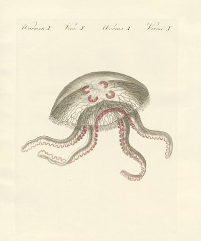 The eared jellyfish by German School