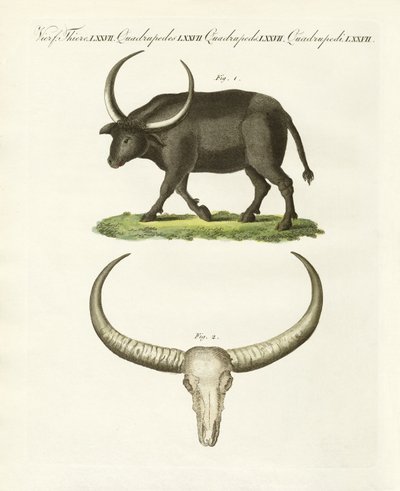 The giant buffalo by German School