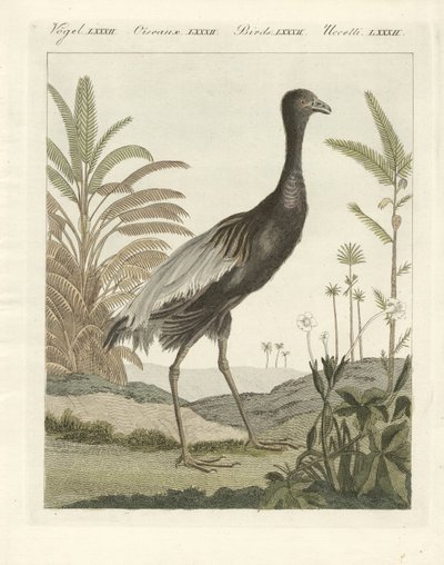 The goldenbreast trumpet bird by German School