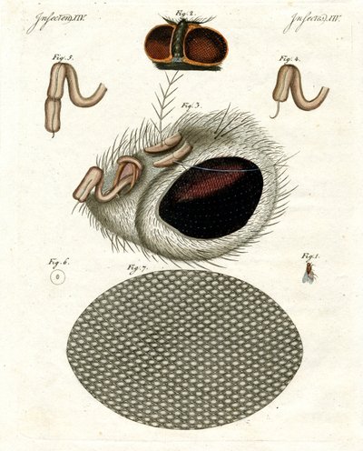 The Head of a Fly by German School