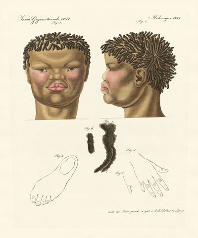 The Hottentot or Bushman by German School