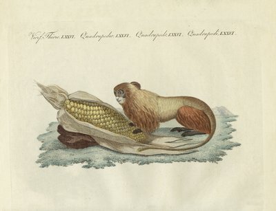 The lion-monkey by German School