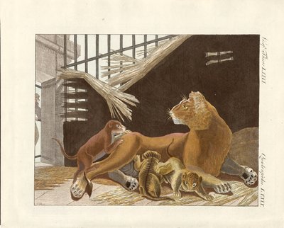 The lioness and her cubs by German School