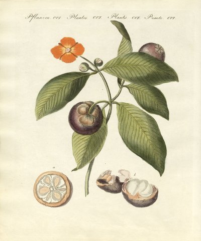 The mangosteen tree by German School