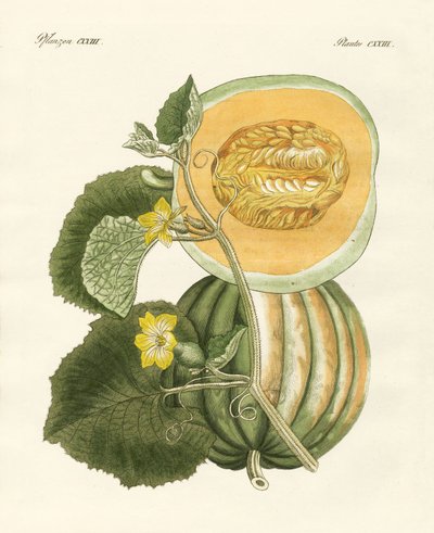 The melon by German School