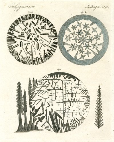 The Pineapple by German School