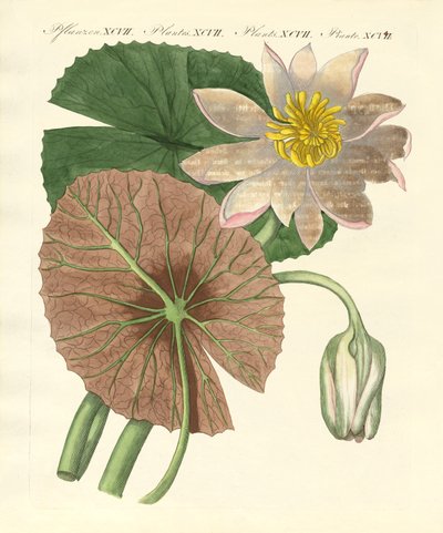 The Real Lotus Plant by German School