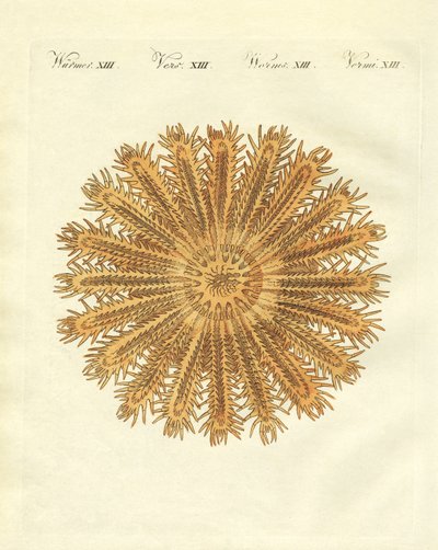 The Sea Urchin-Shaped Starfish by German School