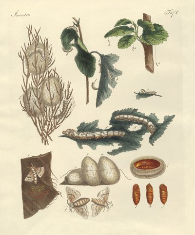 The Silkworm by German School