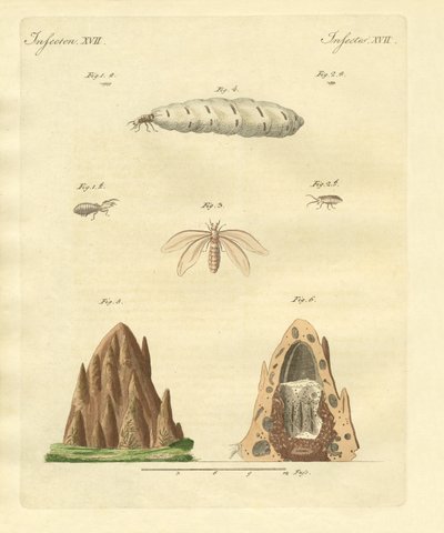 The Termites by German School