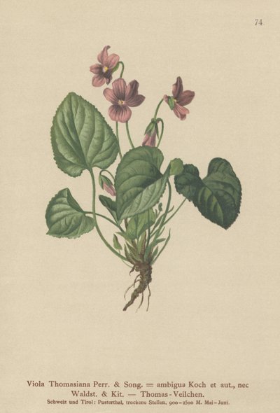 Thomas Pansy by German School