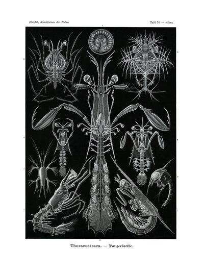 Thoracostraca by German School