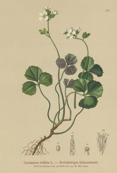 Three-leaved Bittercress by German School
