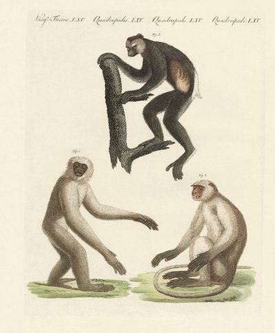 Three Kinds of Monkeys by German School