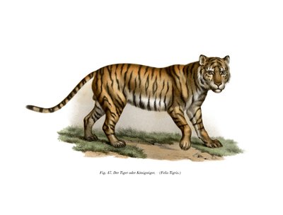 Tiger by German School