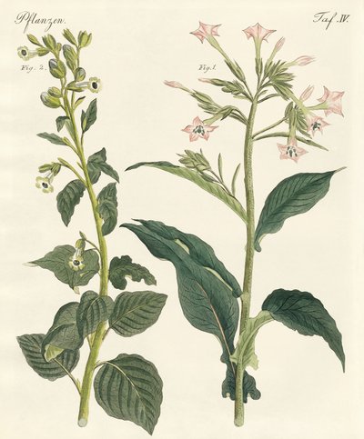 Tobacco by German School