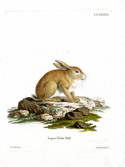 Tolai Hare by German School