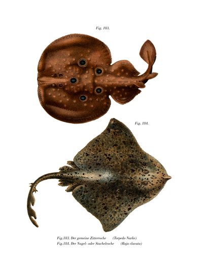 Torpedo Fish by German School