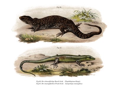 Tree Skink by German School