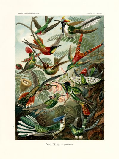 Trochilidae by German School