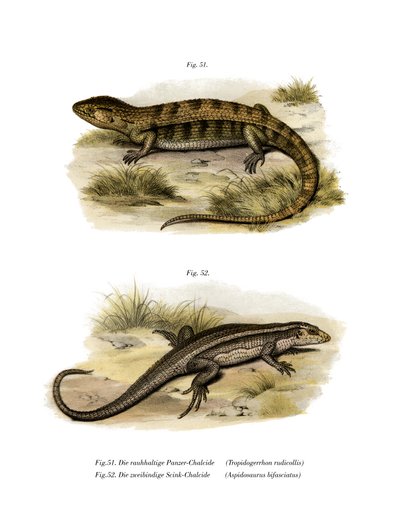 Tropidogerrhon Rudicollis by German School