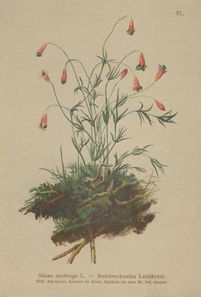 Tufted Catchfly by German School