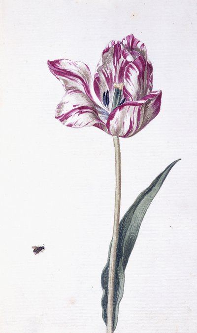 Tulip and Bee by German School