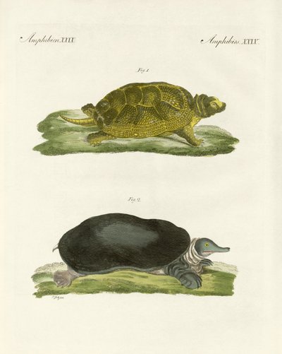 Turtles of Fresh Waters by German School
