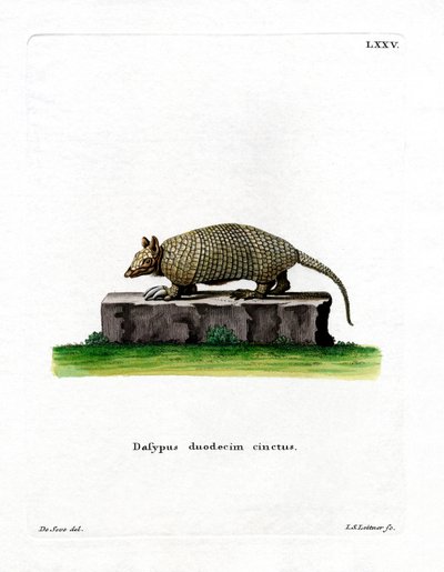 Twelve-banded Armadillo by German School