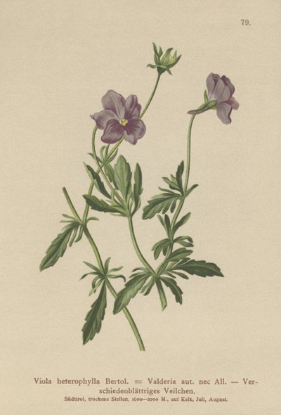 Valderia Violet by German School