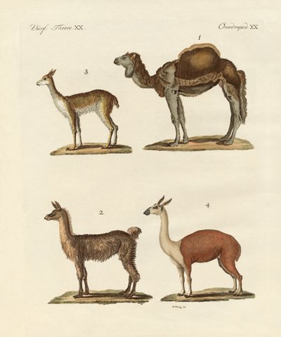 Various Camels by German School