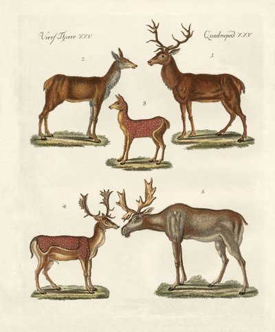Various Kinds of Deer by German School