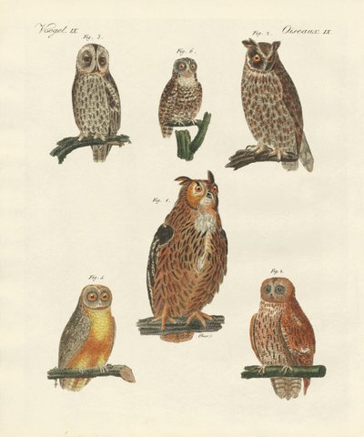 Various kinds of owls by German School