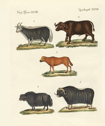 Various Kinds of Oxen by German School
