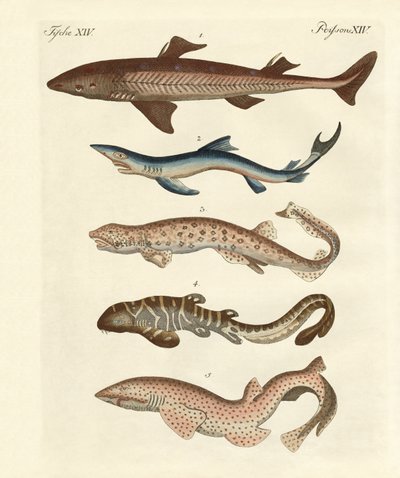 Various Kinds of Sharks by German School