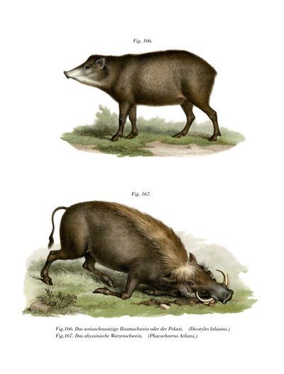 Warthog by German School